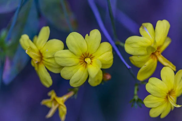 Fiori Gialli Primavera Uno Sfondo Sfocato Albero Fiorito Primavera — Foto Stock