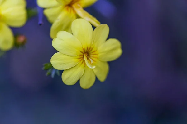 Gele Lentebloemen Tegen Een Wazige Achtergrond Voorjaarsbloeiende Boom — Stockfoto