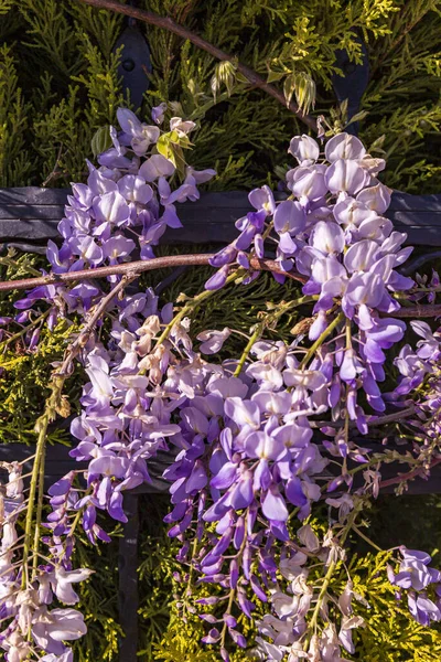 Purple Panicle Tree Locally Plant Japan Wisteria Grown Stanbul — Stock Photo, Image