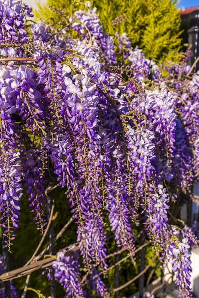 Fialový Panicle Strom Místně Rostlina Japonska Vistárie Pěstované Stanbulu — Stock fotografie