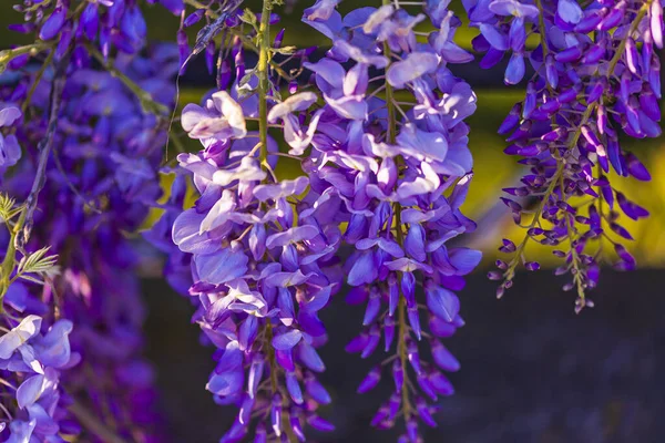 Albero Pannocchia Viola Pianta Locale Del Giappone Glicine Coltivato Stanbul — Foto Stock