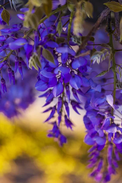 Panícula Roxa Árvore Localmente Planta Japão Wisteria Cultivada Stanbul — Fotografia de Stock