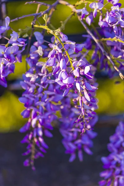 Panícula Roxa Árvore Localmente Planta Japão Wisteria Cultivada Stanbul — Fotografia de Stock