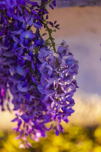 Albero Pannocchia Viola Pianta Locale Del Giappone Glicine Coltivato Stanbul — Foto Stock