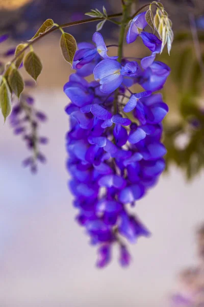 Panícula Roxa Árvore Localmente Planta Japão Wisteria Cultivada Stanbul — Fotografia de Stock