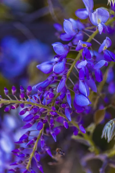 Albero Pannocchia Viola Pianta Locale Del Giappone Glicine Coltivato Stanbul — Foto Stock