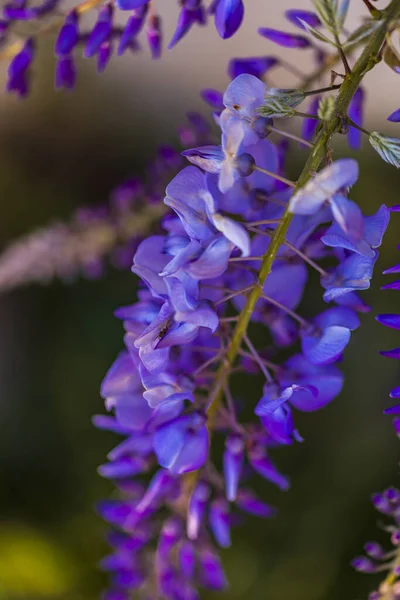 Albero Pannocchia Viola Pianta Locale Del Giappone Glicine Coltivato Stanbul — Foto Stock