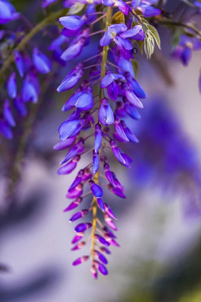 紫色の円錐形の木は地元日本の植物でイスタンブールで栽培されています — ストック写真