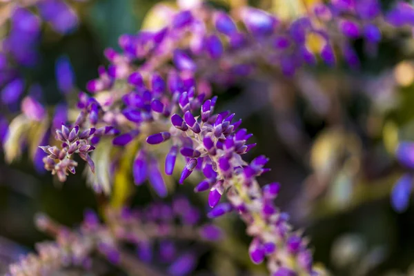 Panicule Violette Est Une Plante Locale Japon Glycine Cultivée Stanbul — Photo