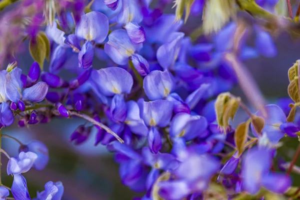 Albero Pannocchia Viola Pianta Locale Del Giappone Glicine Coltivato Stanbul — Foto Stock