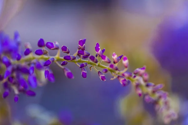 Violette Rispe Ist Eine Lokale Pflanze Aus Japan Glyzinien Wachsen — Stockfoto