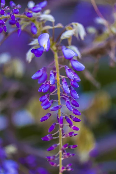 Paarse Panicle Boom Lokaal Plant Van Japan Wisteria Gekweekt Stanbul — Stockfoto