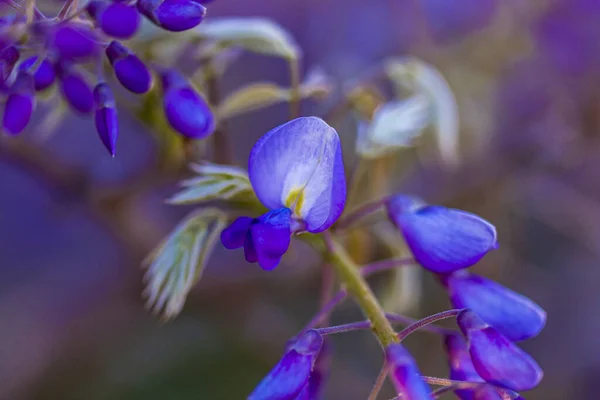 Panicule Violette Est Une Plante Locale Japon Glycine Cultivée Stanbul — Photo
