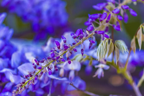 Fialový Panicle Strom Místně Rostlina Japonska Vistárie Pěstované Stanbulu — Stock fotografie