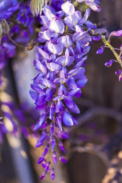 Panícula Roxa Árvore Localmente Planta Japão Wisteria Cultivada Stanbul — Fotografia de Stock