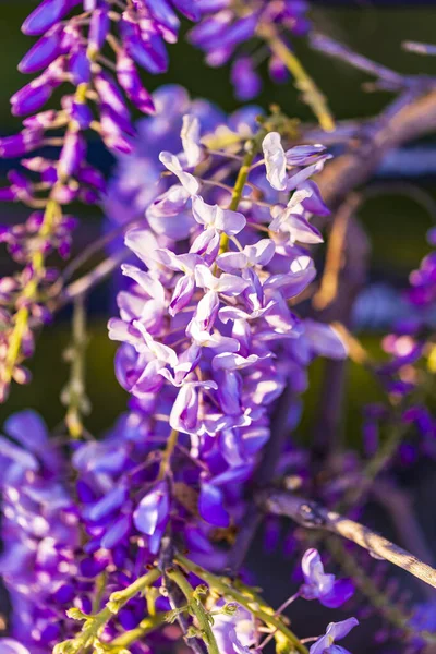 Albero Pannocchia Viola Pianta Locale Del Giappone Glicine Coltivato Stanbul — Foto Stock