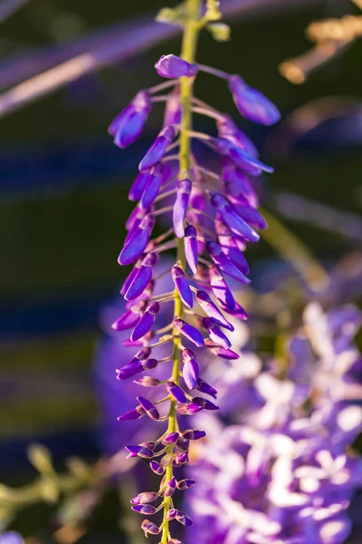 Panicule Violette Est Une Plante Locale Japon Glycine Cultivée Stanbul — Photo