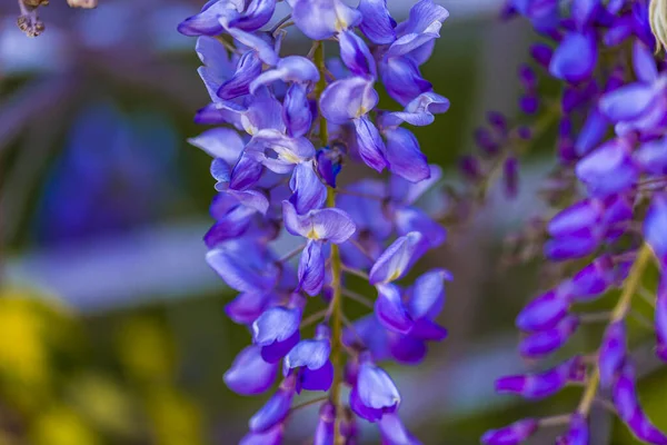 Albero Pannocchia Viola Pianta Locale Del Giappone Glicine Coltivato Stanbul — Foto Stock