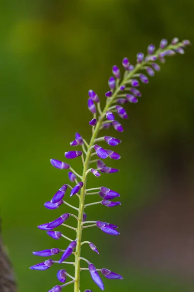 Panicule Violette Est Une Plante Locale Japon Glycine Cultivée Stanbul — Photo