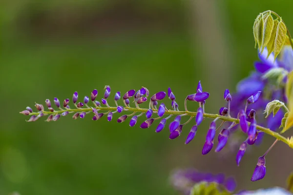 Panicule Violette Est Une Plante Locale Japon Glycine Cultivée Stanbul — Photo