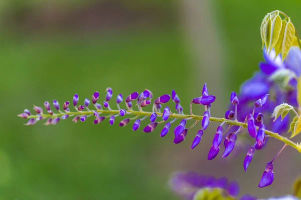 Panicule Violette Est Une Plante Locale Japon Glycine Cultivée Stanbul — Photo