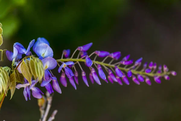 Panicule Violette Est Une Plante Locale Japon Glycine Cultivée Stanbul — Photo