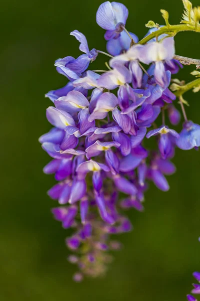 Albero Pannocchia Viola Pianta Locale Del Giappone Glicine Coltivato Stanbul — Foto Stock