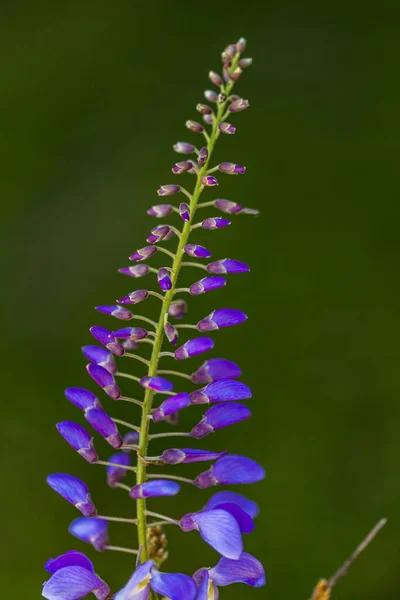 Lila Panikelträd Lokalt Växt Japan Wisteria Odlas Stanbul — Stockfoto