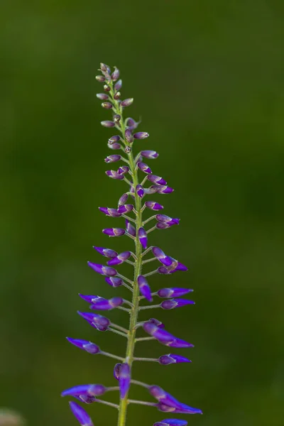 紫色の円錐形の木は地元日本の植物でイスタンブールで栽培されています — ストック写真