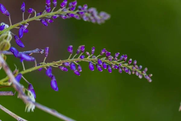 Púrpura Panícula Árbol Planta Local Japón Glicina Cultivada Estambul — Foto de Stock