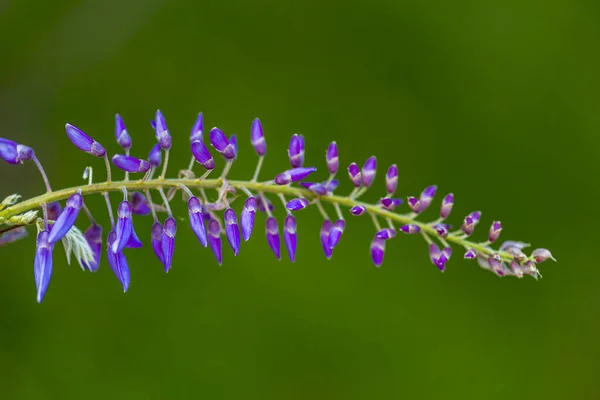 Violette Rispe Ist Eine Lokale Pflanze Aus Japan Glyzinien Wachsen — Stockfoto