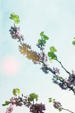 Güzel bir gökyüzü karşı renkli dalları