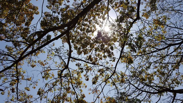 Sonne Scheint Zwischen Baumzweigen — Stockfoto