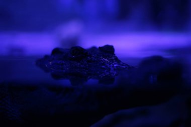 Bir timsah bir yakın çekim çekim