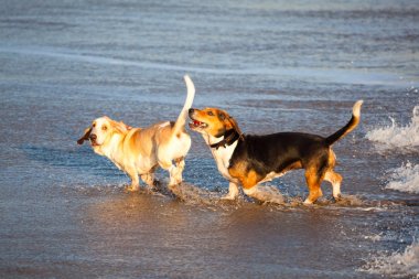 Deniz tarafından iki basset av köpekleri
