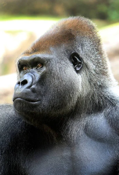 Adult Gorilla Male King Jungle — Stock Photo, Image