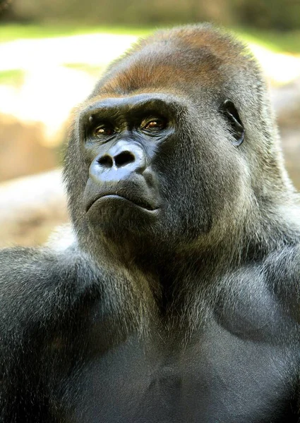 Adult Gorilla Male King Jungle — Stock Photo, Image