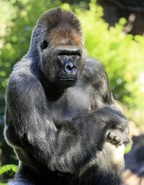 Vuxen Gorillaman Djungelns Konung — Stockfoto