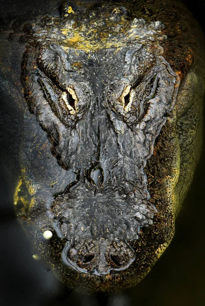 Krokodilgesicht Uraltes Reptil — Stockfoto
