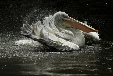 Pelikan, türünün güzel bir temsilcisi.