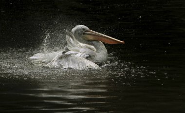 Pelikan, türünün güzel bir temsilcisi.