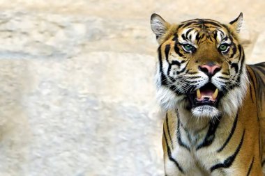 Çizgili kaplan, arka plan dokusu