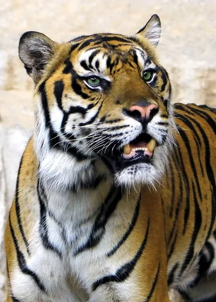 タイガー森の縞模様の王 — ストック写真