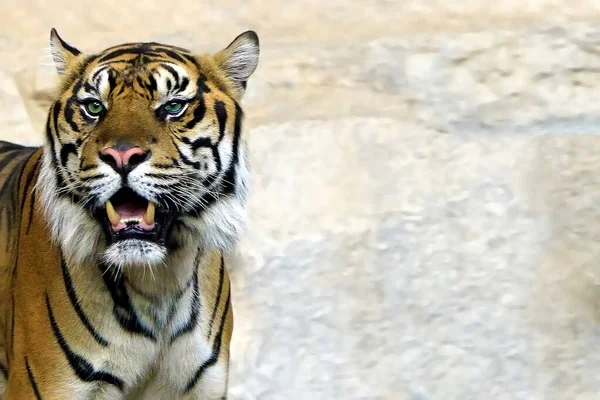 縞模様のトラ 背景の質感 — ストック写真