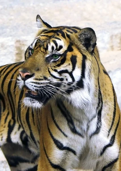 Tygr Pruhovaný Král Lesa — Stock fotografie
