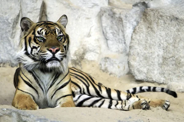 タイガー森の縞模様の王 — ストック写真
