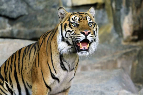 Tiikeri Raidallinen Metsän Kuningas — kuvapankkivalokuva