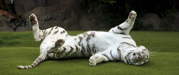 Valkoinen Tiikeri Vihreät Silmät — kuvapankkivalokuva