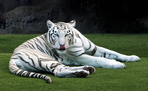 Fehér Tigris Zöld Szemekkel — Stock Fotó