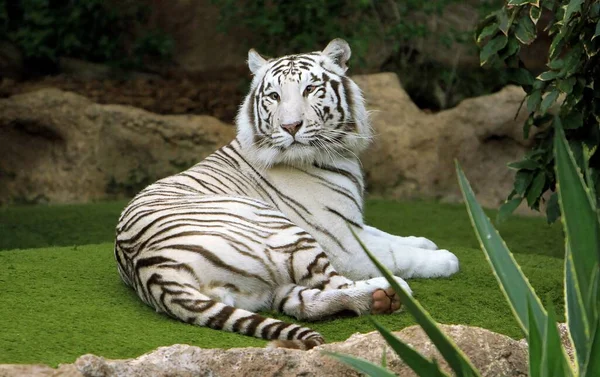 Biały Tygrys Zielonymi Oczami — Zdjęcie stockowe